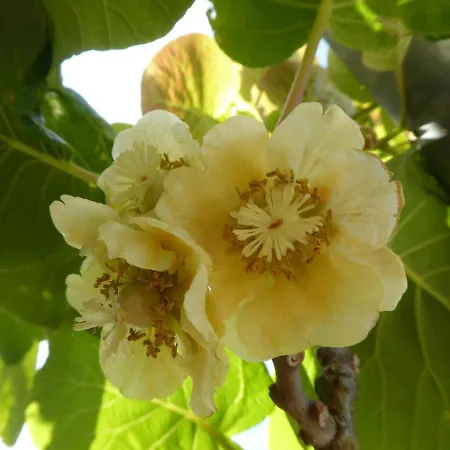 Quinta Do Cobral Casa de Férias Oliveira do Hospital