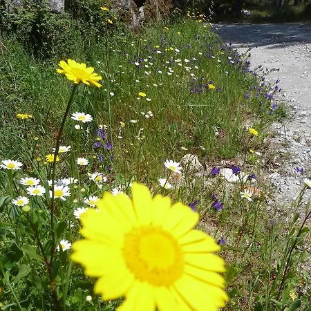 Quinta Do Cobral Vakantiehuis