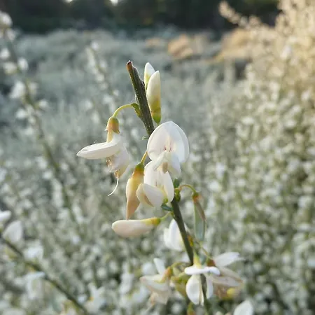 Casa de Férias Quinta Do Cobral *