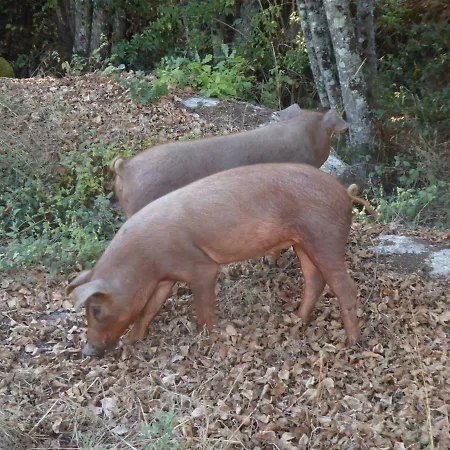 Quinta Do Cobral Oliveira do Hospital