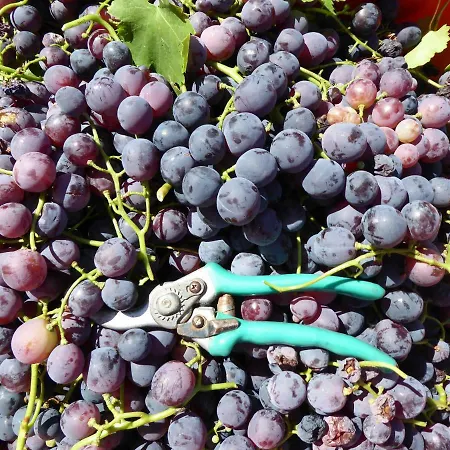 Quinta Do Cobral Vakantiehuis Oliveira do Hospital