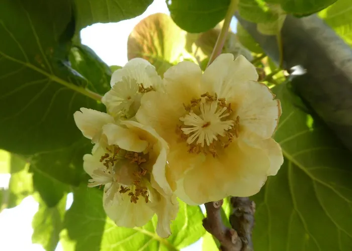 Quinta Do Cobral 別荘 オリヴェイラ・ド・オスピタル