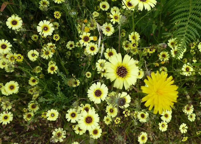 別荘 Quinta Do Cobral *