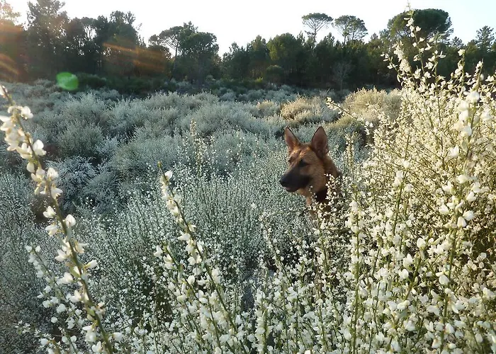 Quinta Do Cobral 別荘