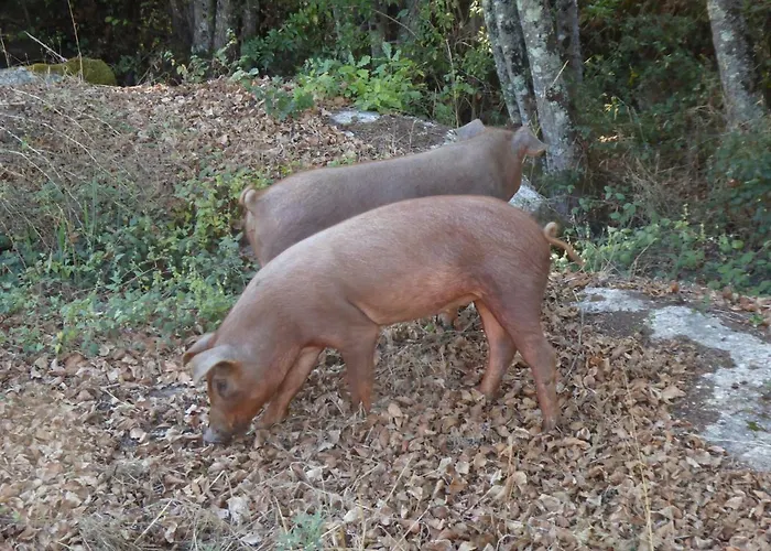 Quinta Do Cobral オリヴェイラ・ド・オスピタル