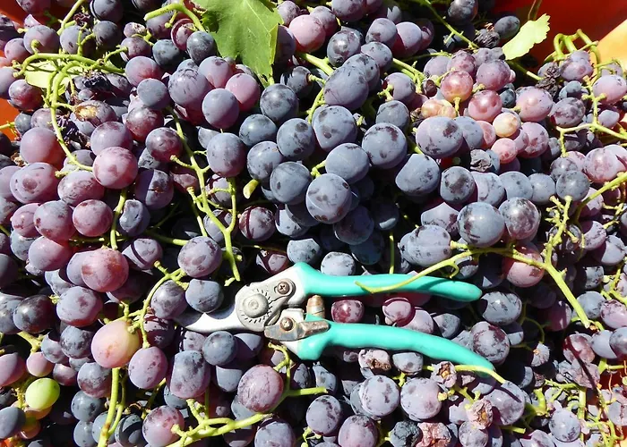 Quinta Do Cobral 別荘 オリヴェイラ・ド・オスピタル